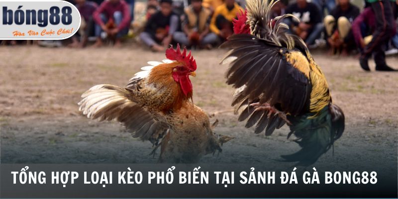 Đá Gà Bong88 3 Tổng hợp loại kèo phổ biến tại sảnh đá gà Bong88