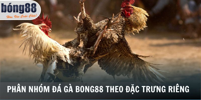 Đá Gà Bong88 1 Phân nhóm đá gà Bong88 theo đặc trưng riêng