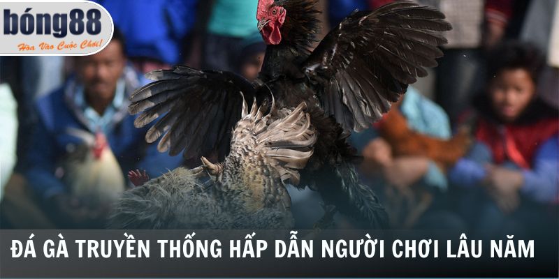 Đá Gà Bong88 2 Đá gà truyền thống hấp dẫn người chơi lâu năm
